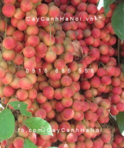 Cây Dâu Da Đất