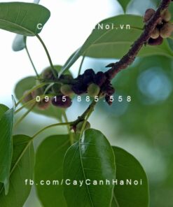 Cây đề