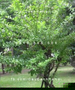 cây đào tiên ngoại thất