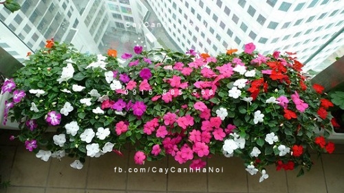 Cây dừa cạn đủ màu siêu bông