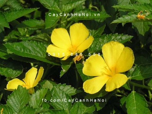 Cây dừa cạn vàng