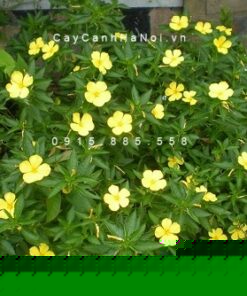Cây dừa cạn vàng
