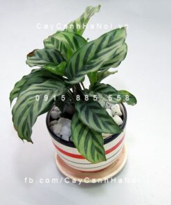 Cây đuôi công trồng nước, thủy canh