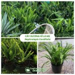 Cây Dương Xỉ Lá Me – Nephrolepis Cordifolia