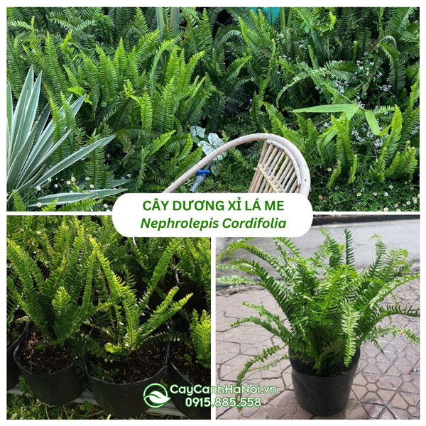 Cây dương xỉ lá me