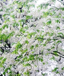 Cây Gỗ Sưa Trắng