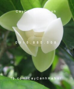 Cây Hàm tiếu hoa trắng thơm