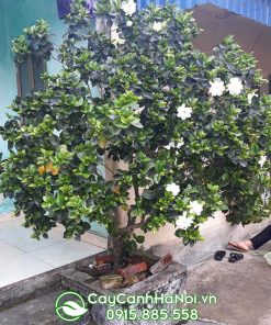 Cây hoa dành dành trồng trước nhà nơi có nắng