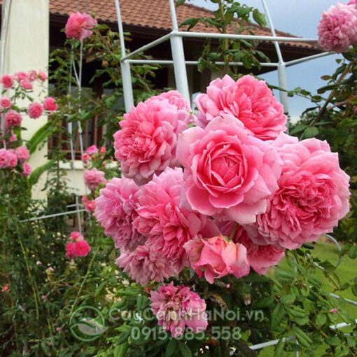 Hoa hồng ngoại huntington