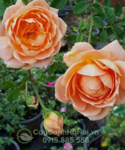 Hoa hồng leo lady of shalott
