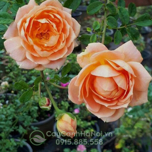 Hoa hồng leo lady of shalott