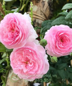 Hoa hồng leo moon Coeur (hoa hồng mon Coeur)