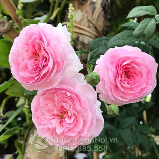 Hoa hồng leo moon Coeur (hoa hồng mon Coeur)