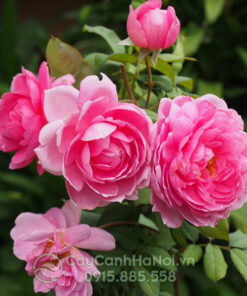 Hồng leo huntington rose
