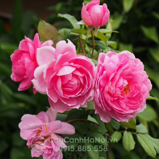 Hồng leo huntington rose