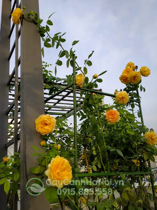 Hồng leo pháp màu vàng