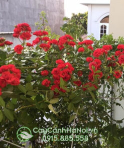 hoa hồng leo red fairy