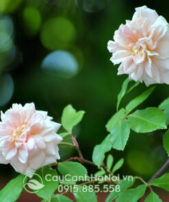Hoa hồng tường vi trắng