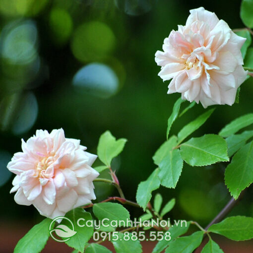 Hoa hồng tường vi trắng