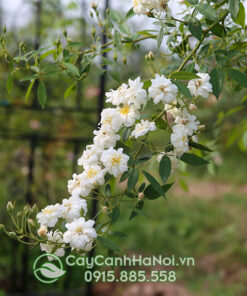 Hoa hồng leo ngỗng tuyết
