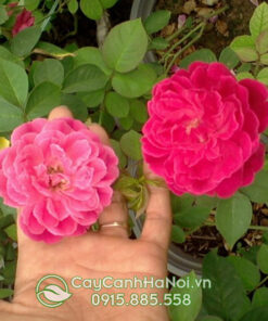 hồng leo tứ quý