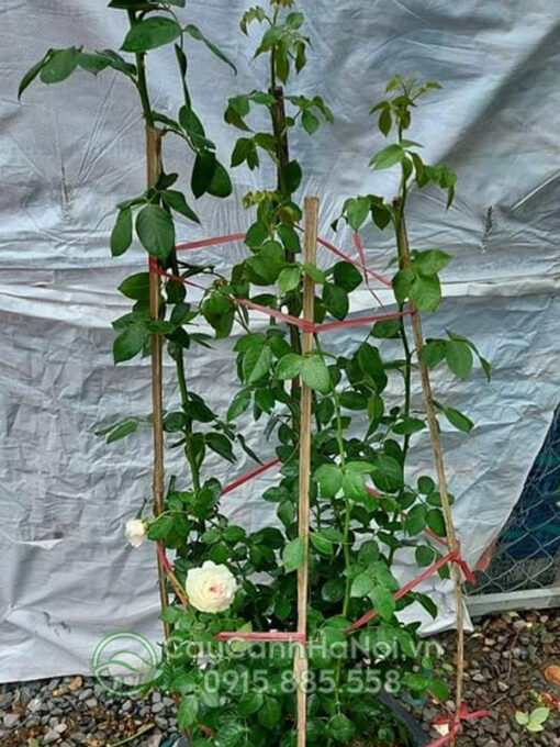 Hồng leo màu trắng pháp
