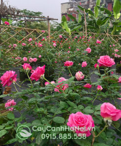 Hoa hồng cổ sapa leo (hoa hồng leo cổ sapa)