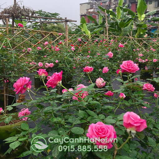 Hoa hồng cổ sapa leo (hoa hồng leo cổ sapa)
