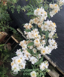 Hoa hồng trắng leo