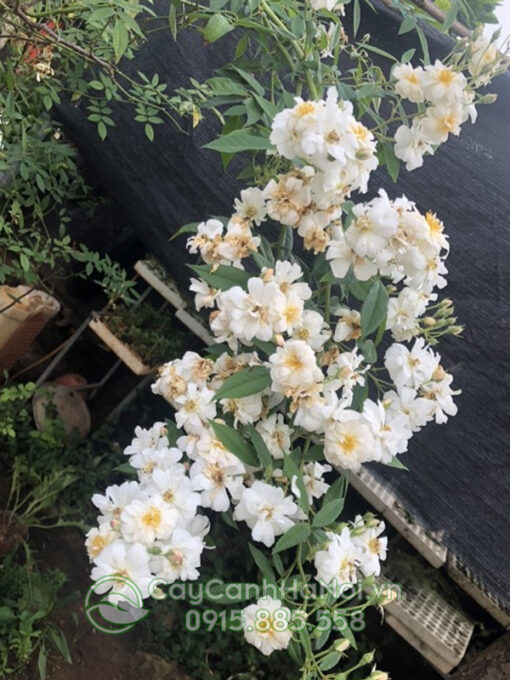 Hoa hồng trắng leo