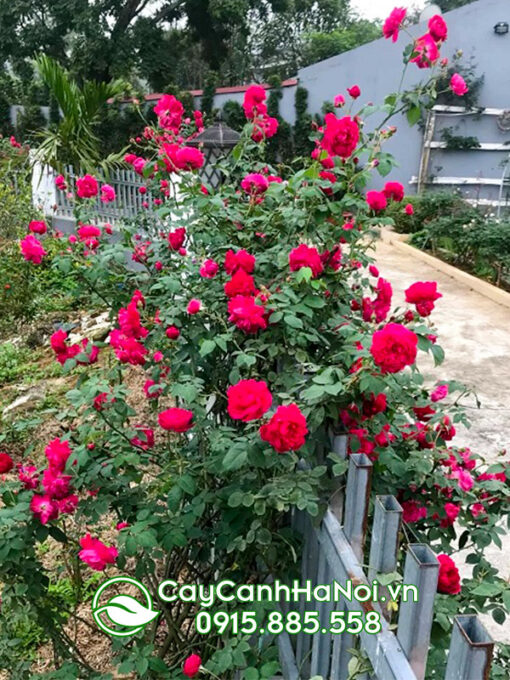 Hoa hồng cổ tường vi