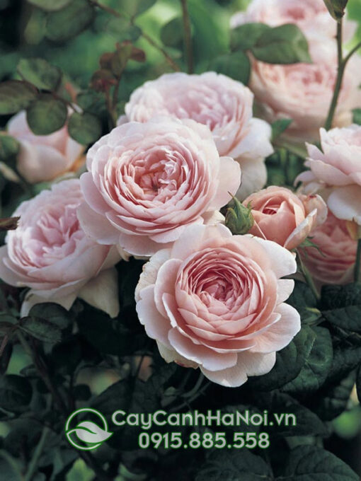 Hoa hồng anh cánh kép