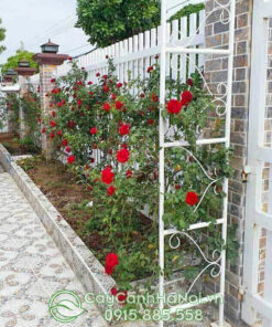 Hoa hồng leo tường rào