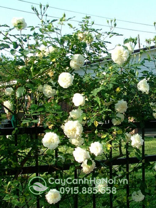 Hoa hồng leo trắng