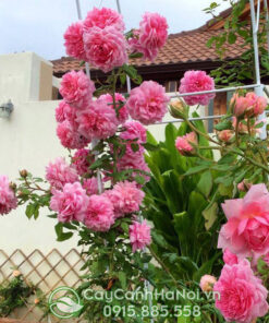 Hoa hồng leo chùm (hồng leo hoa chùm, hoa hồng chùm leo)