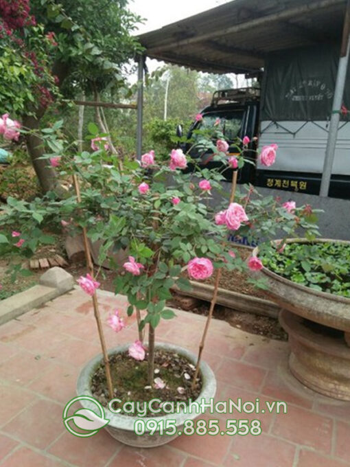 Hồng cổ sapa thân bụi