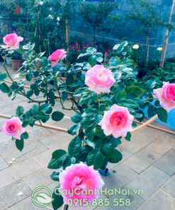 hồng cổ sapa thân bụi