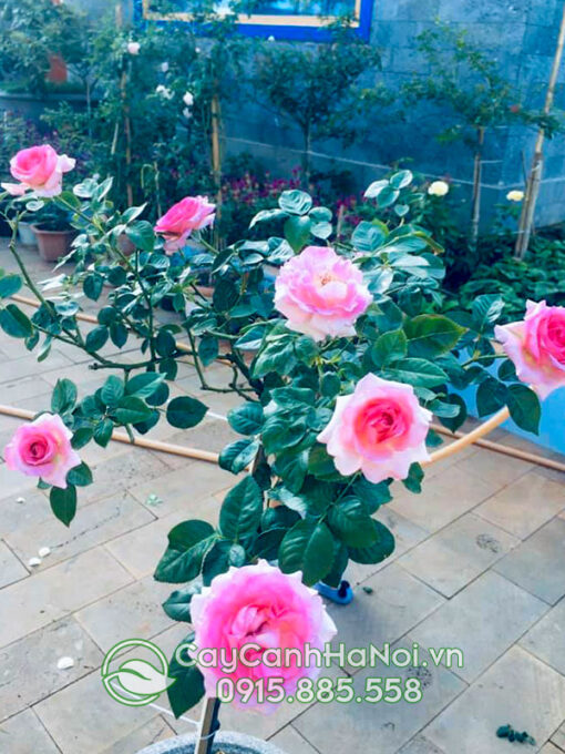 hồng cổ sapa thân bụi