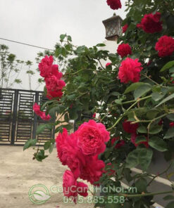 Hồng tường vi leo