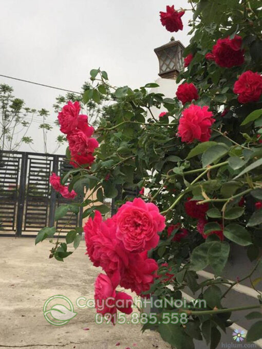 Hồng tường vi leo