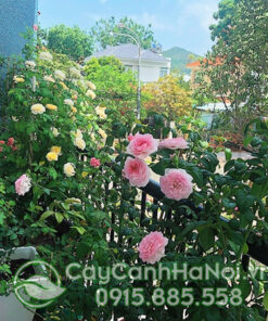 Hoa hồng leo lan can