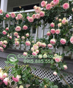 Trồng hoa hồng leo trên ban công (hồng leo ban công chung cư)