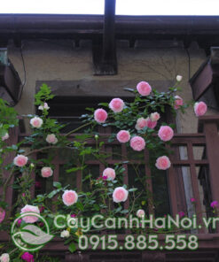 Trồng hoa hồng leo ở ban công