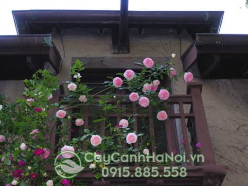 Trồng hoa hồng leo ở ban công