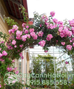 Hoa hồng siêu leo