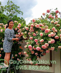 Cây giống hồng leo pháp
