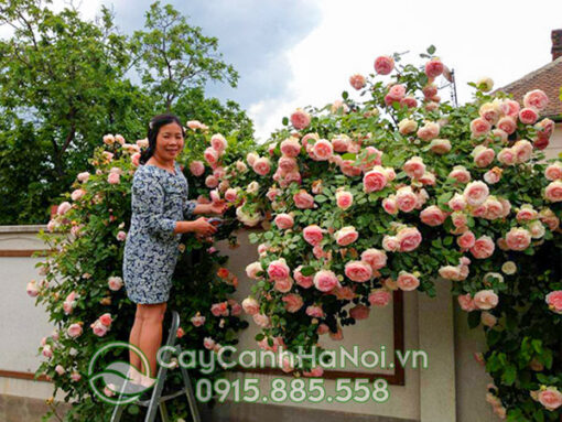 Cây giống hồng leo pháp