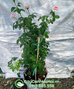 Chậu hồng leo đẹp