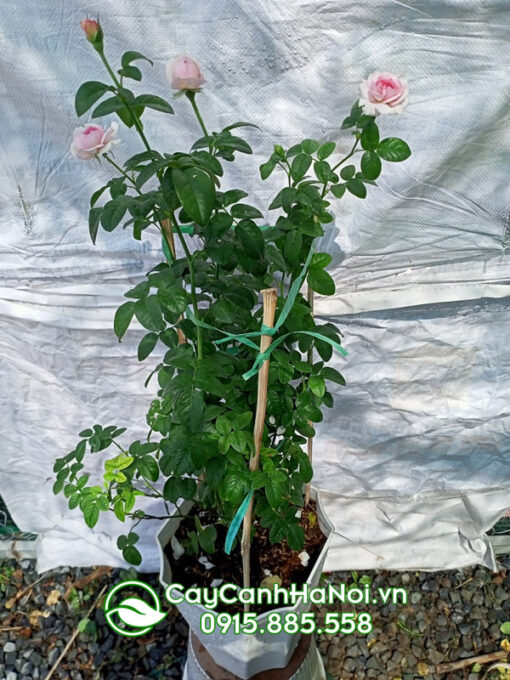 Chậu hồng leo đẹp