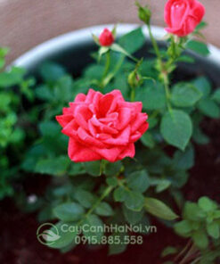 Trồng hoa hồng leo bằng cành